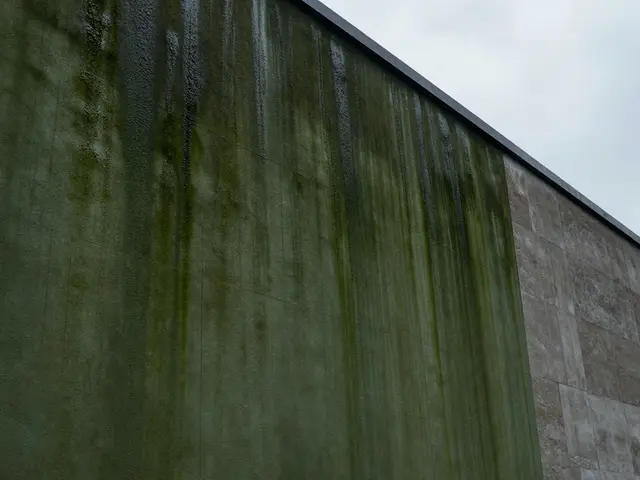 Feuchteflecken an der Fassade: Algen oder Durchfeuchtung? So erkennen Sie den Unterschied