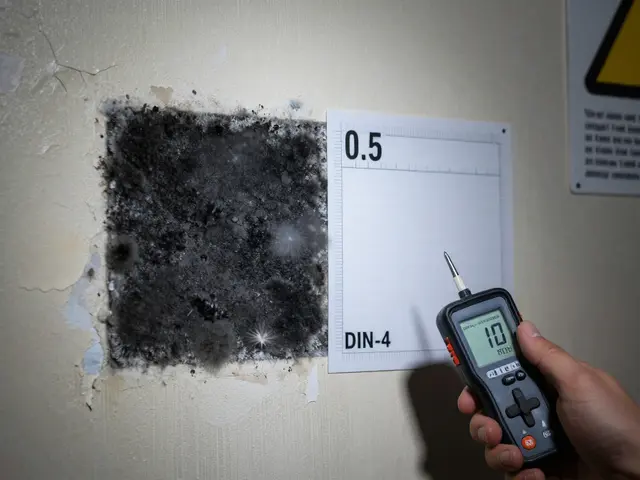 Wann sollte ein Fachbetrieb die Schimmelsanierung übernehmen? - Diese Zeichen zeigen, dass es Zeit ist